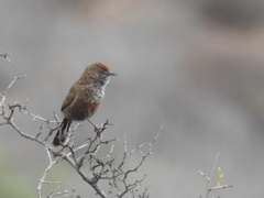 Euryptila subcinnamomea