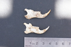Otospermophilus beecheyi
