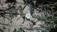 Lampranthus leptaleon