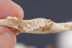 Otospermophilus beecheyi