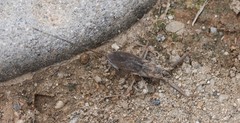 Laccotrephes japonensis