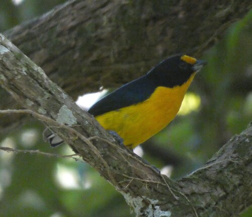Violaceous Euphonia (Euphonia violacea), photo 7
