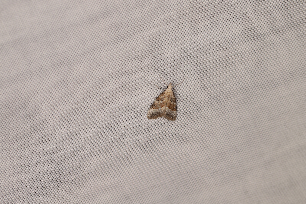 Nola squalida