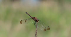 Sympetrum infuscatum