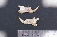Otospermophilus beecheyi