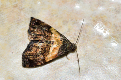 Tripudia balteata