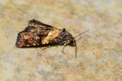 Tripudia balteata