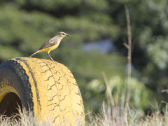 Machetornis rixosa