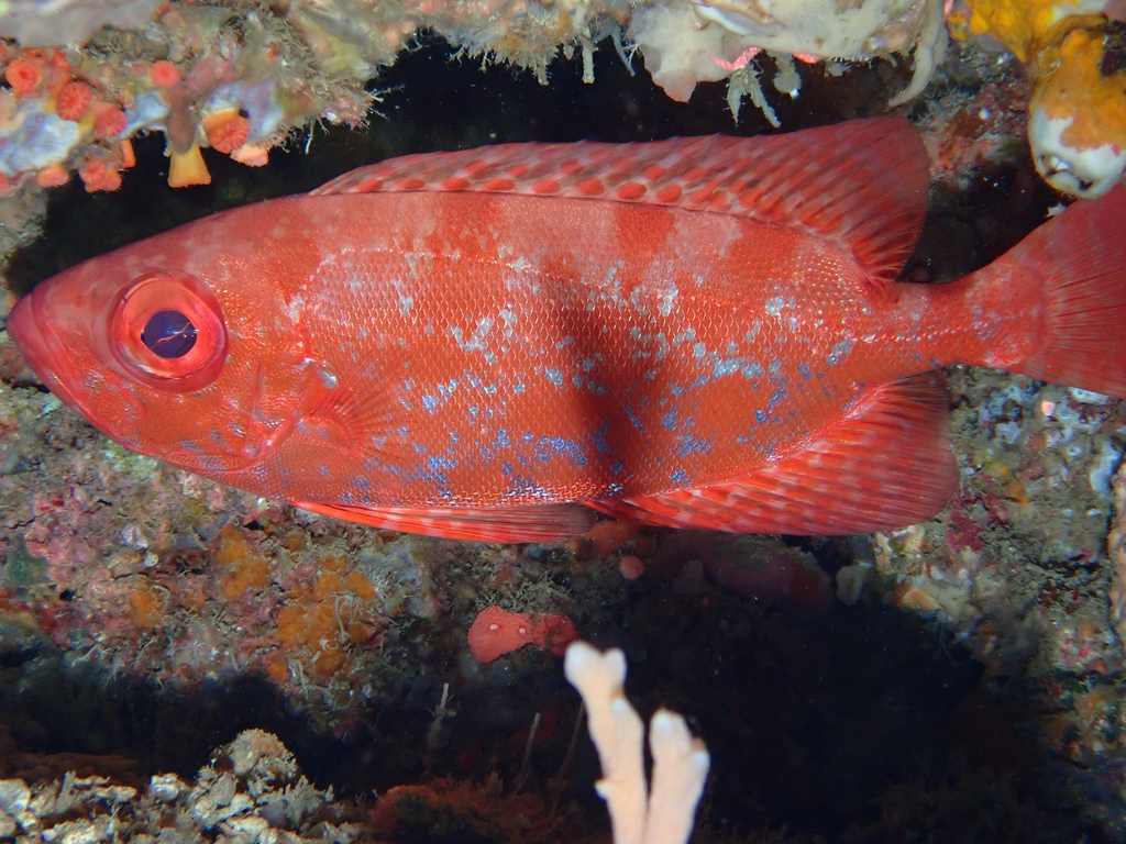 Priacanthus starnesi