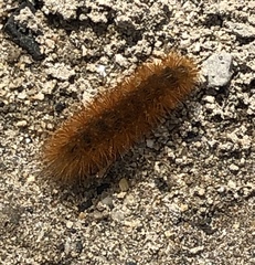 Phragmatobia