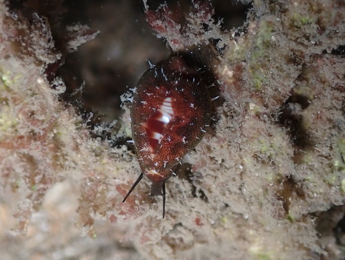 Cypraea diluculum, 2025-05-08