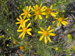 Senecio riddellii