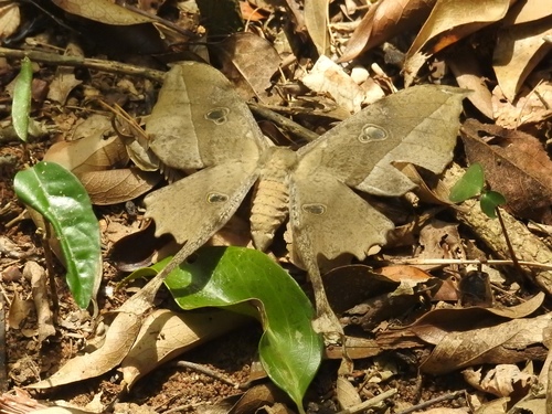 Antistathmoptera