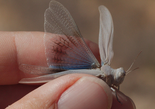 Blue-winged Sand Grasshopper