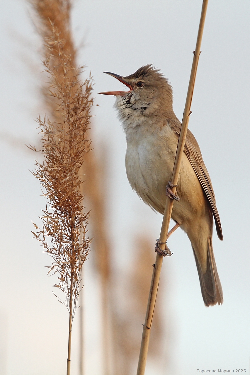 Great Reed Warbler (Acrocephalus arundinaceus)