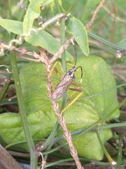 Holhymenia histrio