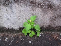 Galinsoga quadriradiata