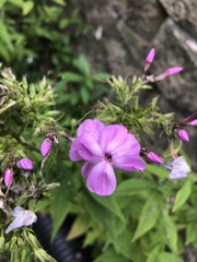 Phlox paniculata