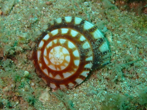 Psilaxis radiatus observed 2025-05-09