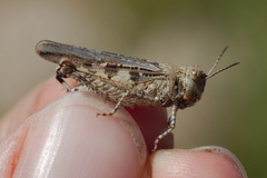Acrotylus fischeri