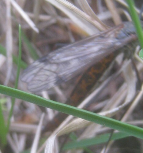 Unknown species found near Flathead County, US-MT, US