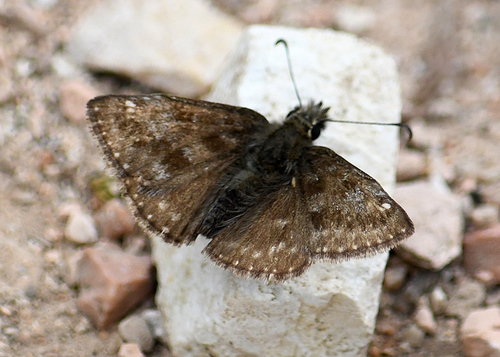 Dingy Skipper