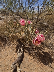 Opuntia pottsii, photograph author not stated, no rights reserved