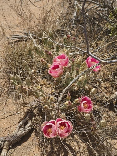 Opuntia pottsii, photograph 5