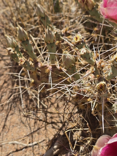 Opuntia pottsii, photograph 6