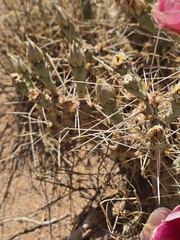 Opuntia pottsii, photograph author not stated, no rights reserved