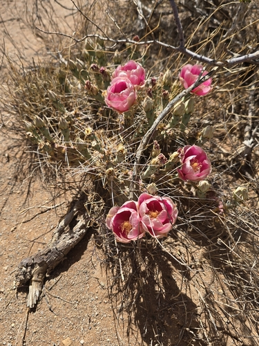 Opuntia pottsii, photograph 3