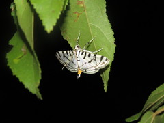 Conchylodes platinalis