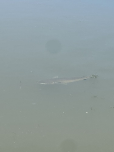 iNaturalist observation photo of Sea Mullet
