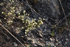 Lachnaea diosmoides