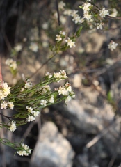 Lachnaea diosmoides