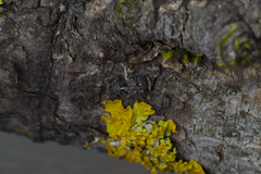 Dissoleucas niveirostris