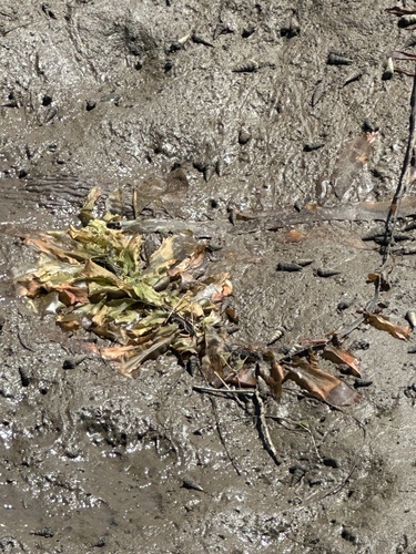 iNaturalist observation photo of Feather Boa Kelp