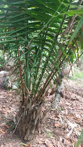 Large-fruited Tagua Palm (Phytelephas macrocarpa)