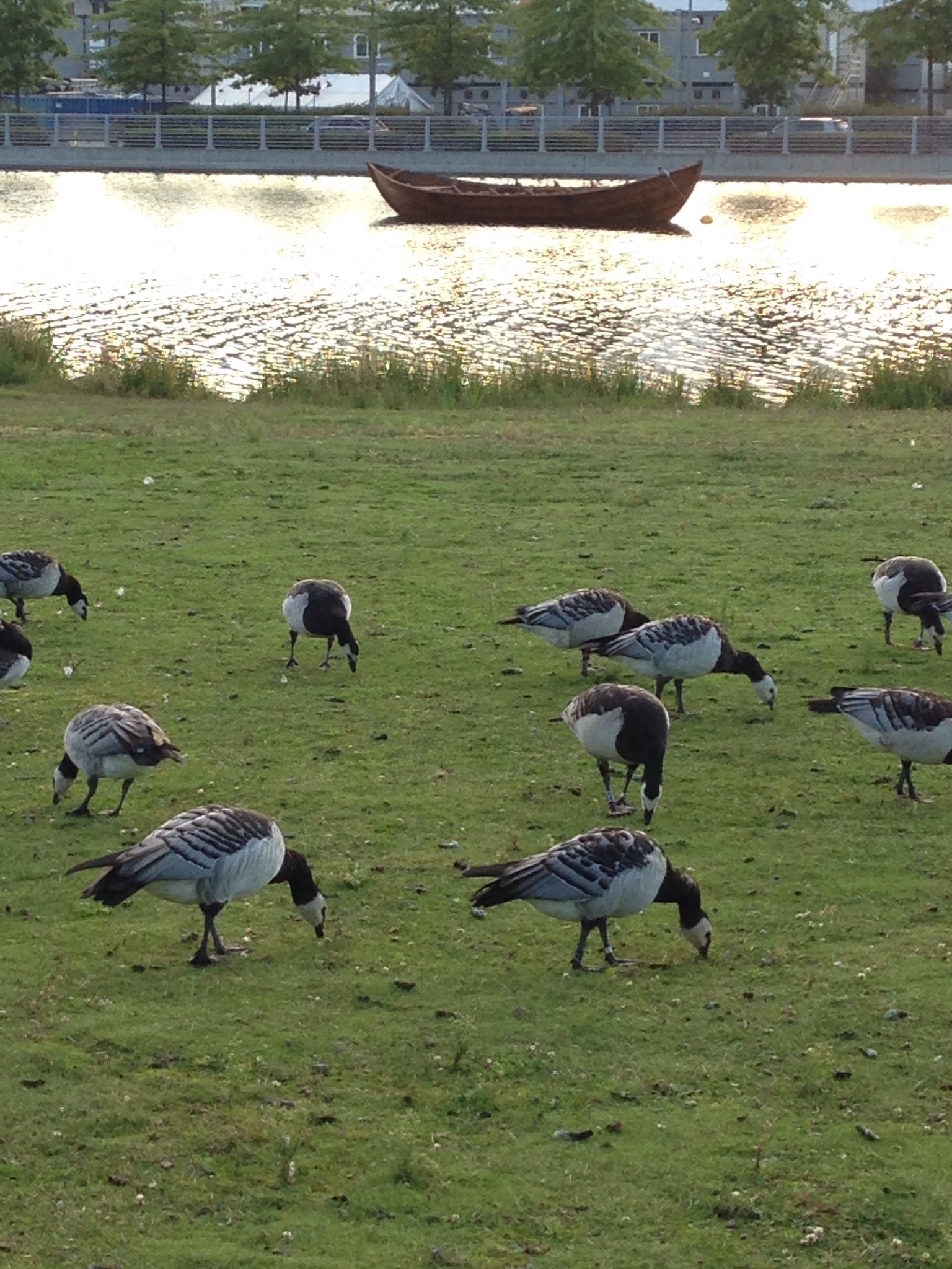 Barnacle Goose