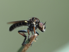 Hadrokolos texanus