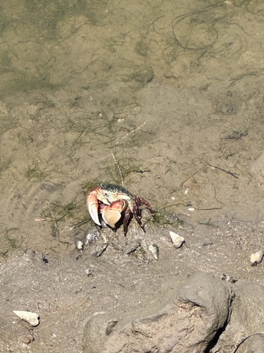 iNaturalist observation photo of Striped Shore Crab