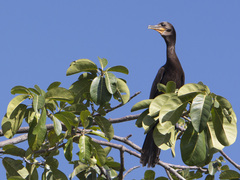 Nannopterum brasilianum