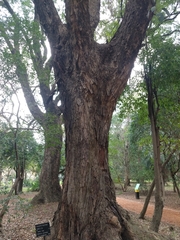 Parapiptadenia excelsa