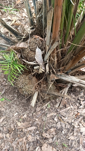 Phytelephas macrocarpa, photograph 2