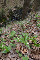 Cardamine enneaphyllos