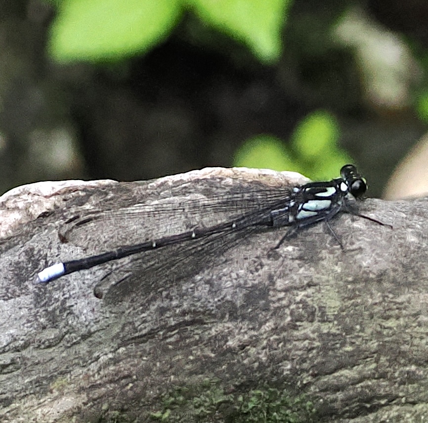 Himalayan Mountaindart
