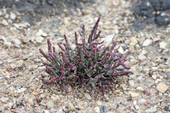 Salicornia rubra