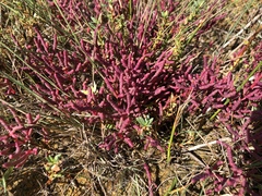 Salicornia rubra