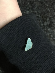 Comostolopsis stillata