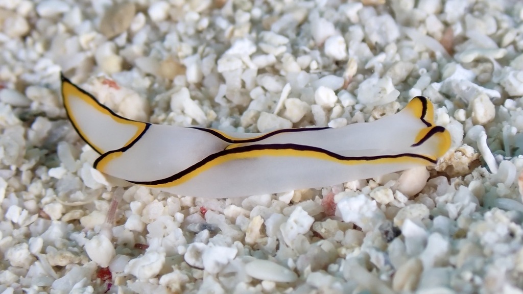 Chelidonura pallida
